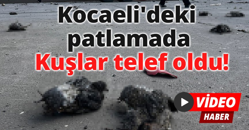 Kocaeli'deki patlamada kuşlar telef oldu