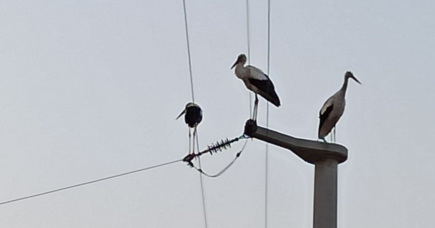 Elektrik direklerine konan leyleklerin akıma kapılmaması için seferber oldular