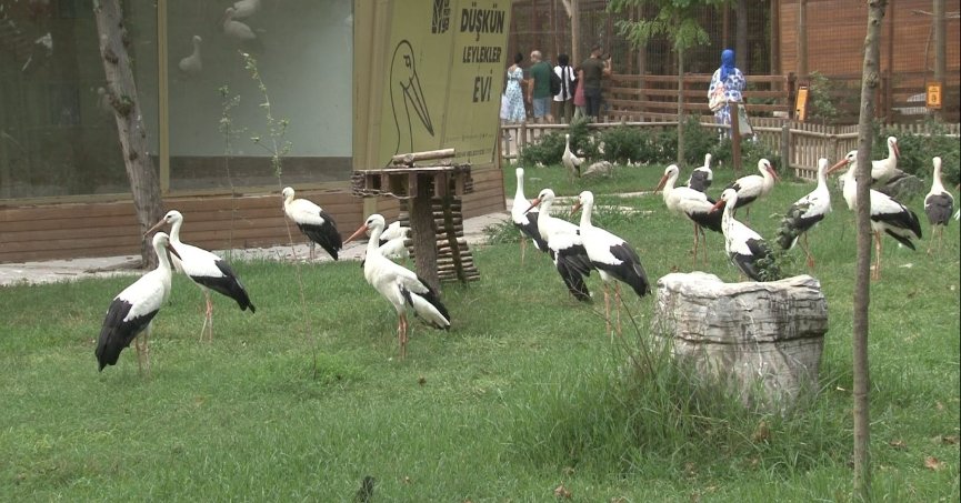 Bir kentte leylek göçü seferberliği