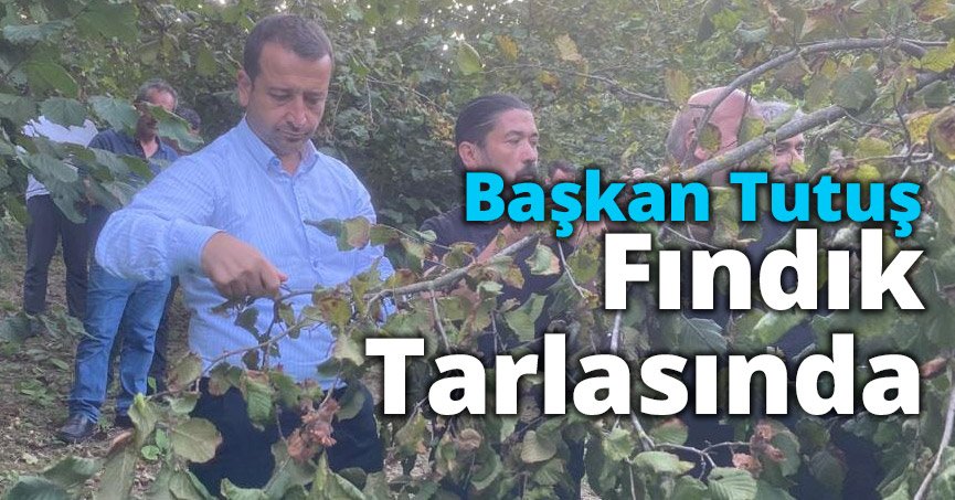 Başkan Tutuş Fındık Tarlasında