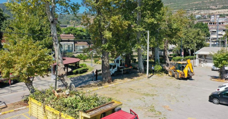 Hereke’de tarihi çınarlar bakıma alındı