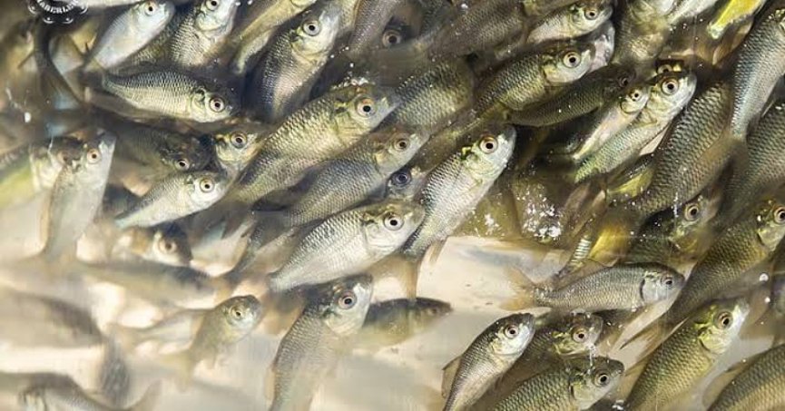 Sapanca'ya 100 bin Sazan Balığı Salacaklar