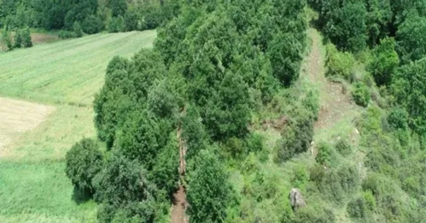 Kandıra'da ormanlık alanlara giriş yasağı!