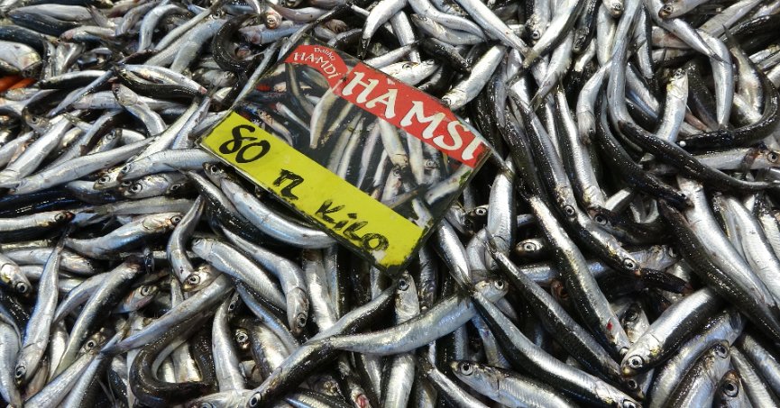 Tezgahlarda hamsi bolluğu yaşanıyor