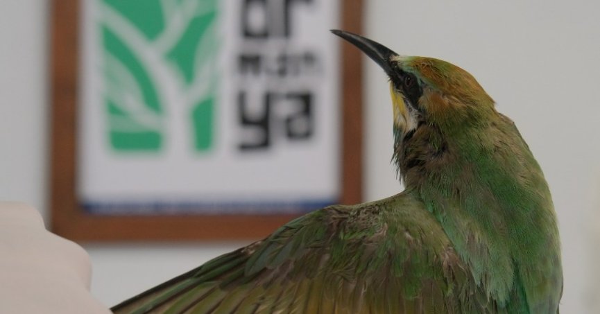 Tüfekle vurulan arıkuşu Ormanya’da tedavi altına alındı;  Bu güzelliğe nasıl kıydınız!
