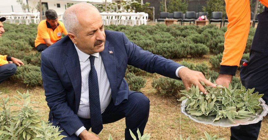 Şifa Kapısı'nda bitki hasadı