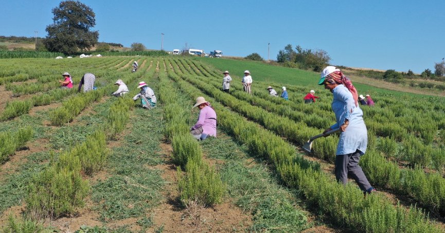 Tıbbi ve aromatik bitkilerin hasadı başladı