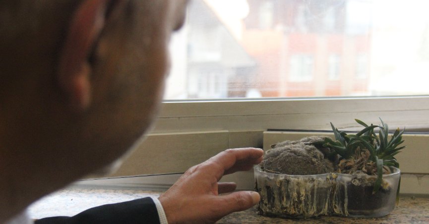 Zabıta müdürünün ofisindeki saksı kumrulara yuva oldu