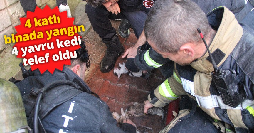 4 katlı binada yangın: 4 yavru kedi telef oldu