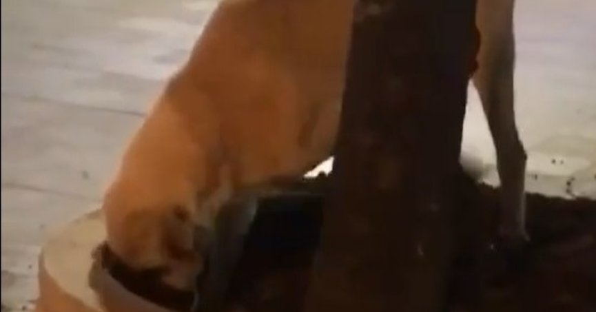 Kazılan topraklar ekipleri harekete geçirmişti, bakın altından kim çıktı