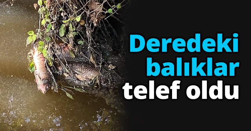 Deredeki balıklar telef oldu