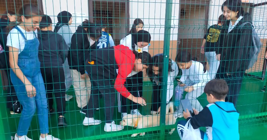 Sokak Hayvanları Bu Merkezde Şifa Buluyor