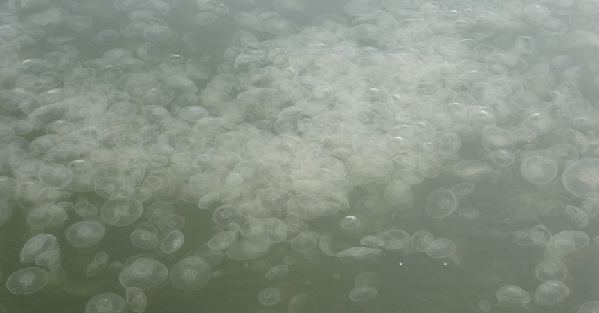 İzmit Körfezi'nde görünen denizanaları tehlikeli değil