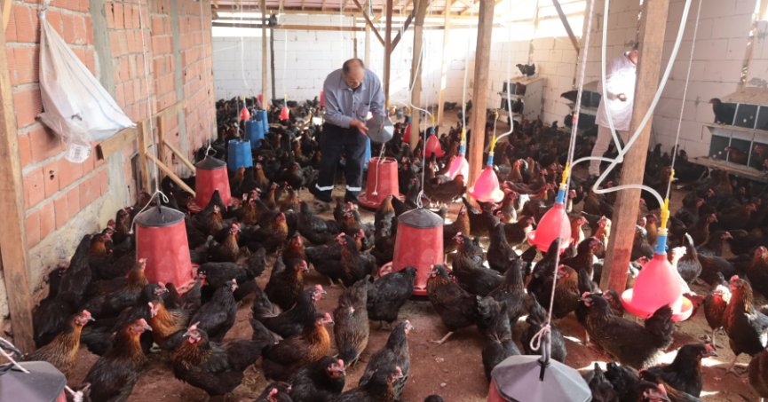 Kocaeli’de yüzde 50 hibeli tavuk desteği üreticilerin yüzünü güldürdü