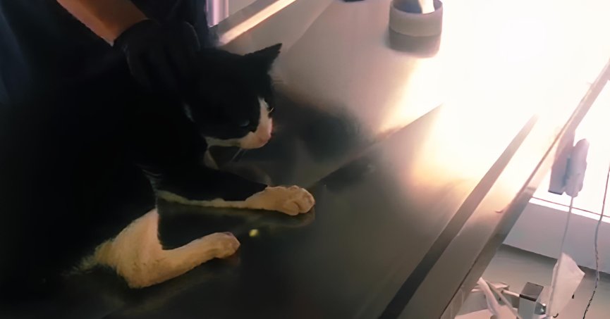 KARTEPE’DE KEDİ PİMAŞ PARÇASINDAN KURTULDU