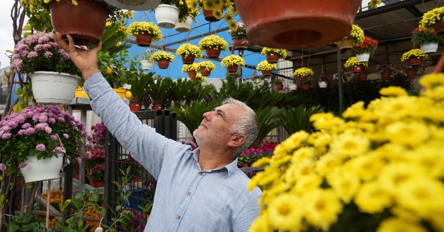 Sonbaharın en çok tercih edilen çiçekleri kasımpatı ve sıklamen oldu