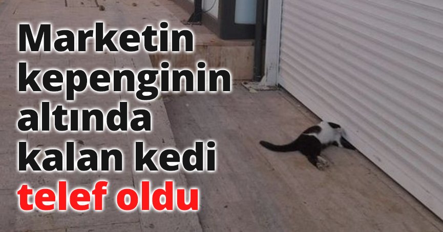 Marketin kepenginin altında kalan kedi telef oldu