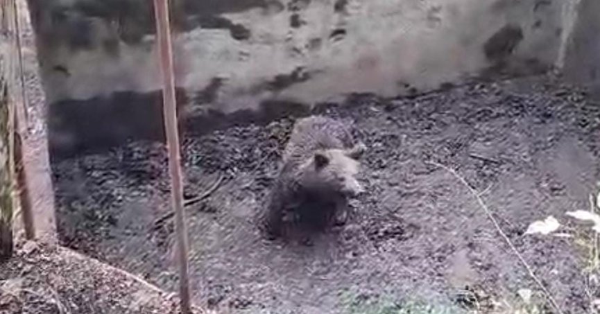 Ormanın içindeki havuza düşen yavru ayı böyle kurtarıldı