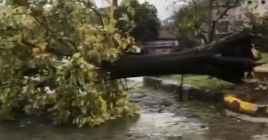 Kocaeli'de şiddetli rüzgar ağacı kökünden söktü