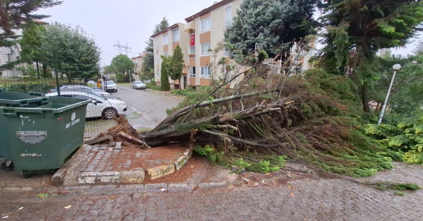 Kocaeli'de ağaçlar fırtınaya dayanamadı