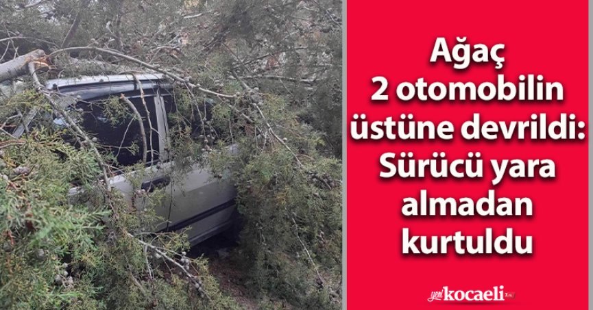 Ağaç 2 otomobilin üstüne devrildi: Sürücü yara almadan kurtuldu