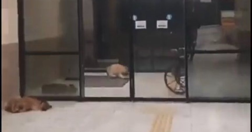 Kocaeli Üniversitesi Eğitim ve Araştırma Hastanesi koridorlarında köpek dışkısı