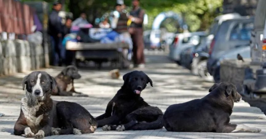 Bakan Tunç'tan başıboş sokak köpeği açıklaması