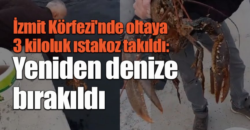 İzmit Körfezi'nde oltaya 3 kiloluk ıstakoz takıldı: Yeniden denize bırakıldı