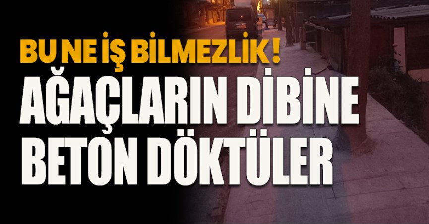 BU NE İŞ BİLMEZLİK! AĞAÇLARIN DİBİNE BETON DÖKTÜLER