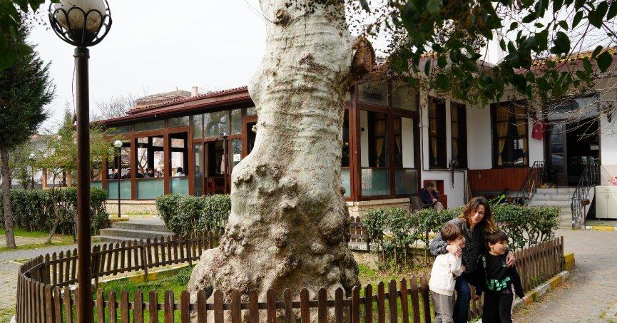 Asırlık çınarın altında 150 yıldır kahve içiliyor