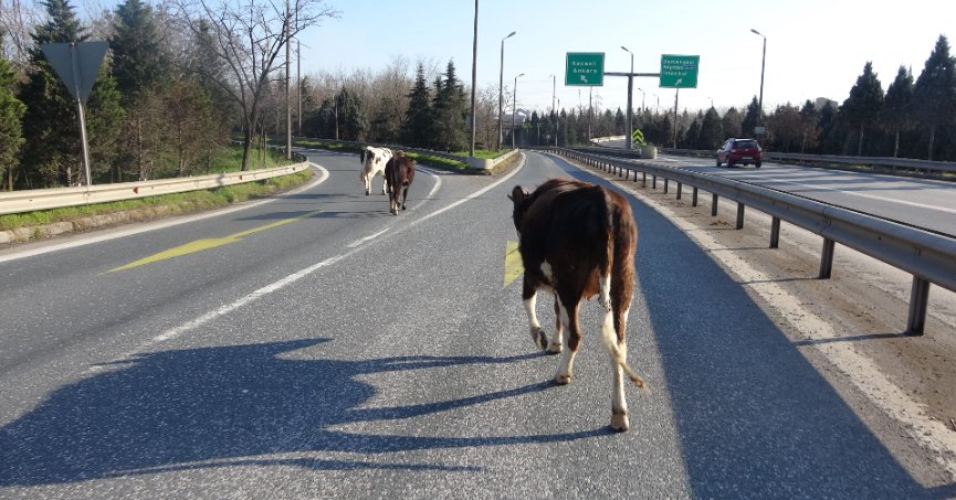 TEM otoyolunda büyükbaşlar ortalığı birbirine kattı