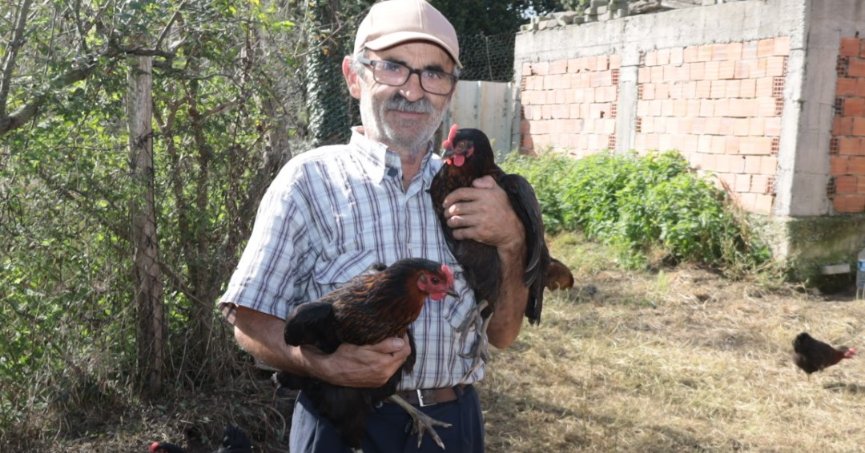 Büyükşehir'den % 50 hibeli yumurta tavuğu desteği