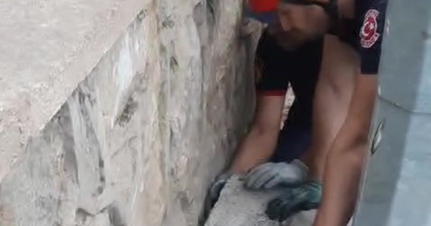 İtfaiyeden sincap kurtarma operasyonu