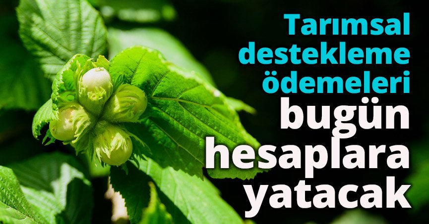 Tarımsal destekleme ödemeleri bugün hesaplara yatacak