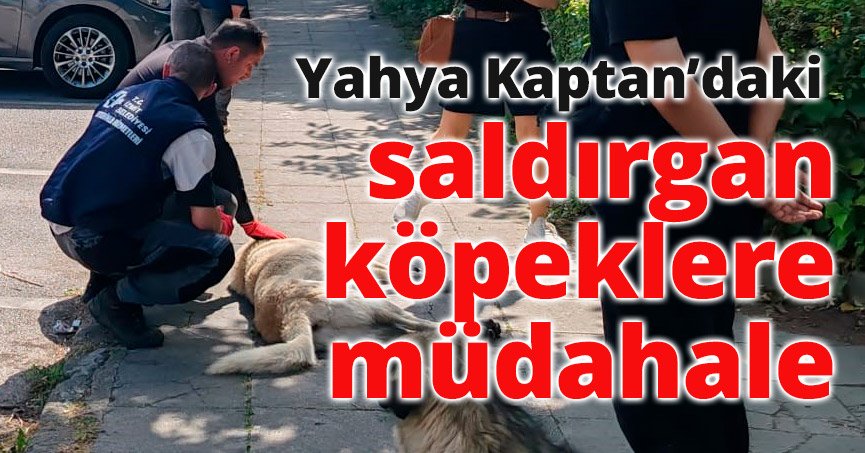 Yahya Kaptan’daki saldırgan köpeklere müdahale