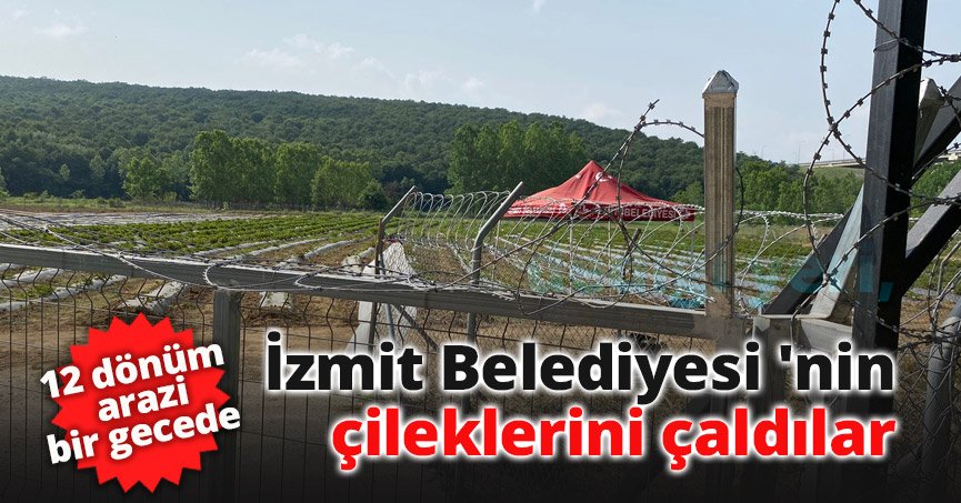 İzmit Belediyesi 'nin çileklerini çaldılar