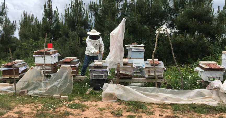 Kovanları parçalandı, arıları telef oldu