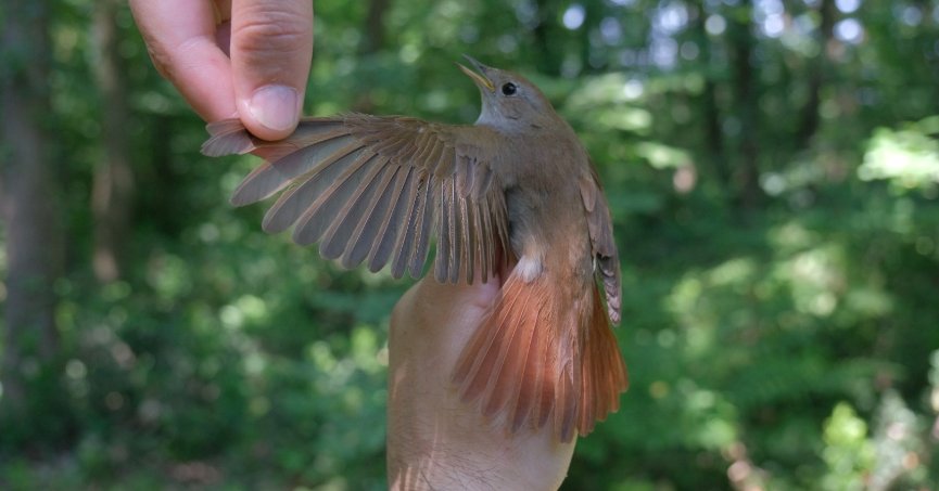 Bu bülbül; Afrika’dan Ormanya’ya 7.500 km uçtu
