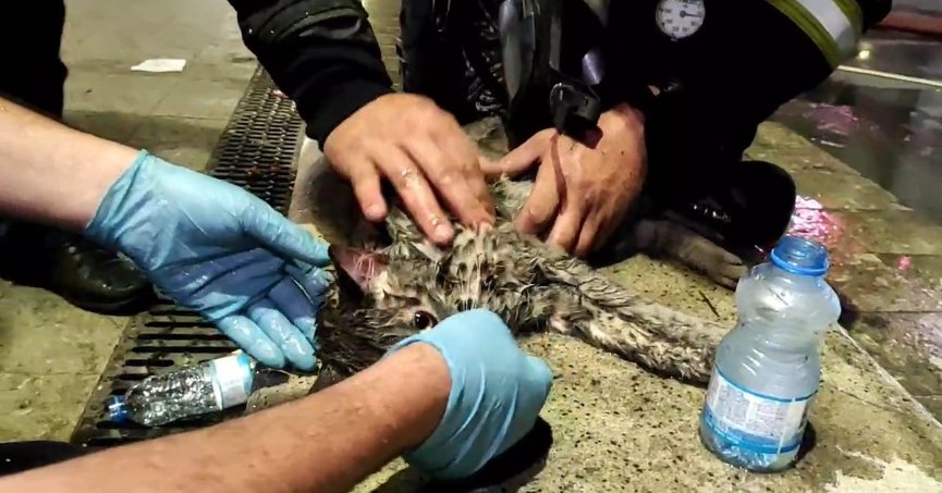 Yangında mahsur kalan kediyi hayatta tutma mücadelesi