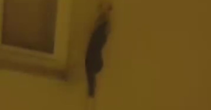 Binalara tırmanan sansarı görenler şaşkına döndü