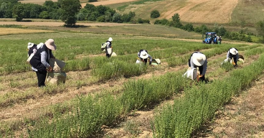 Kocaeli’de kekik hasadı başladı