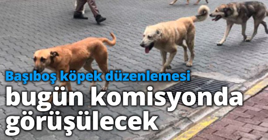Başıboş köpek düzenlemesi bugün komisyonda görüşülecek