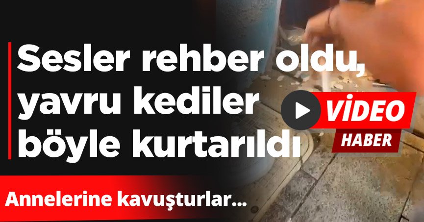 Sesler rehber oldu, yavru kediler böyle kurtarıldı