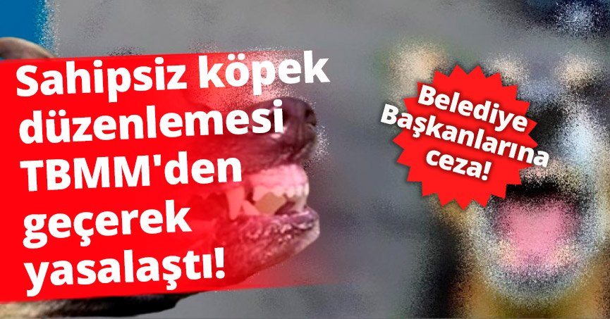 Sahipsiz köpek düzenlemesi TBMM'den geçerek yasalaştı!