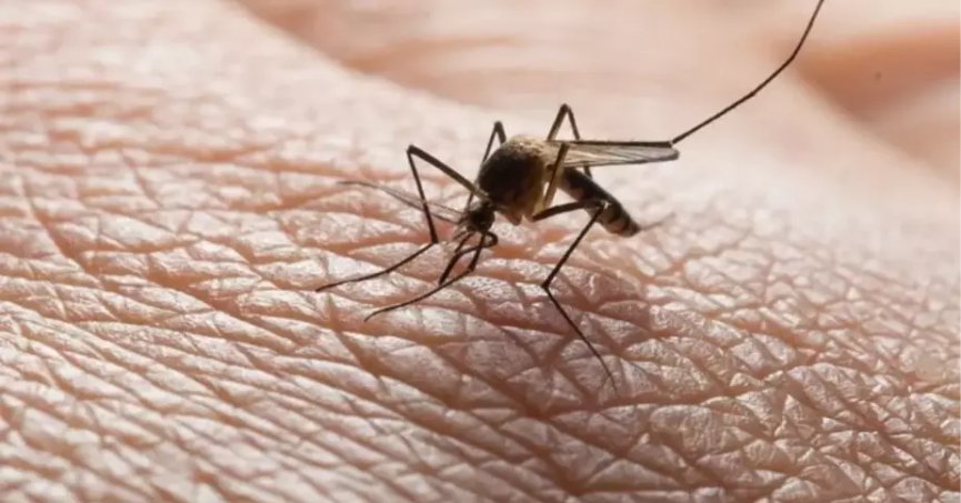 Sağlık Bakanlığından Batı Nil Virüsü enfeksiyonu uyarısı