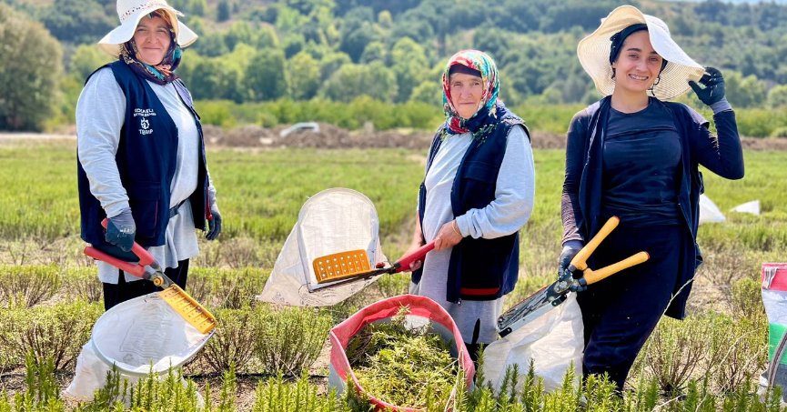 Kocaeli’de biberiye hasadı başladı