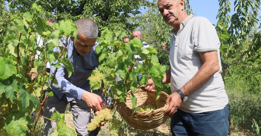Lezzetiyle meşhur üzümlerin hasadına başlandı