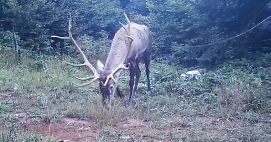 Samanlı Dağları'na salınan kızıl geyikler fotokapanlara yansıdı
