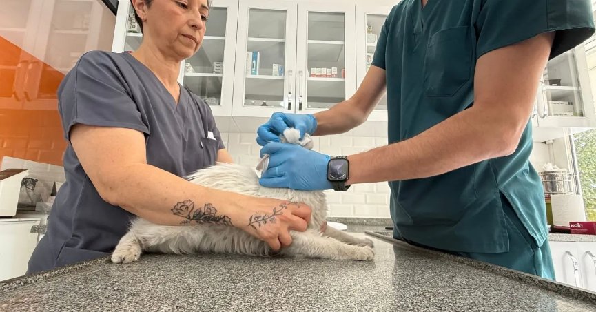 Kayıp kedisine günler sonra kavuştu, bu kez mutluluktan ağladı