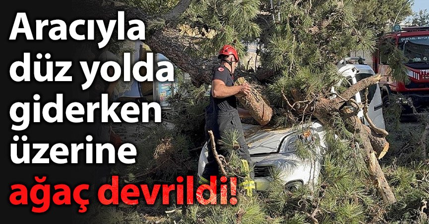 Aracıyla düz yolda giderken üzerine ağaç devrildi!